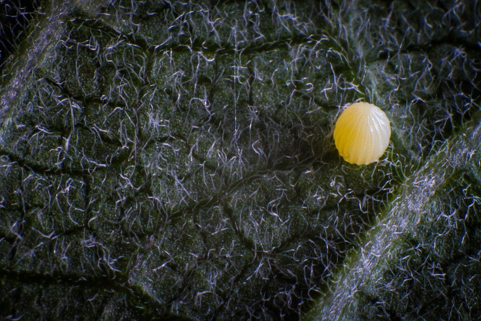 Monarch butterfly egg-1