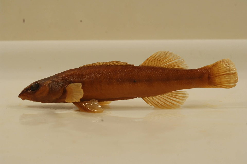 Percina phoxocephala-3