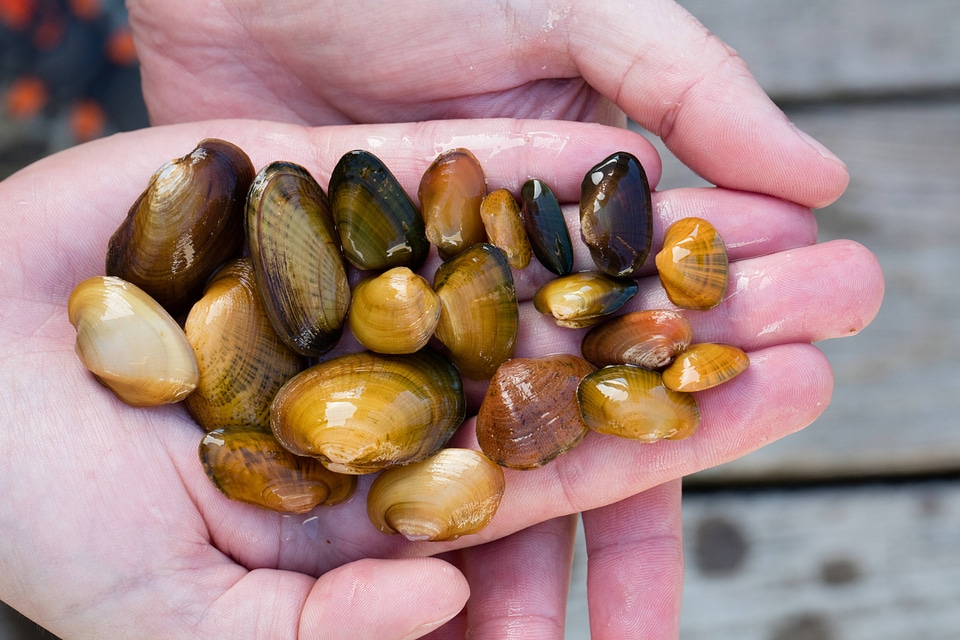 Federally endangered mussels