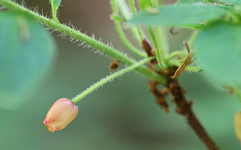 Rhododendron menziesii
