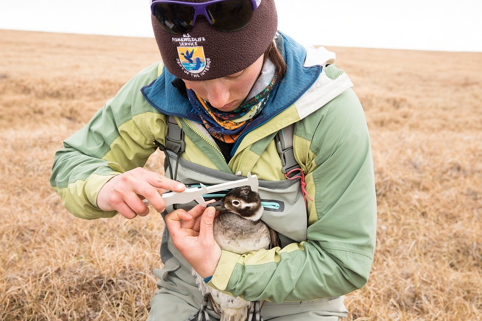 Measuring a Long-tailed duck