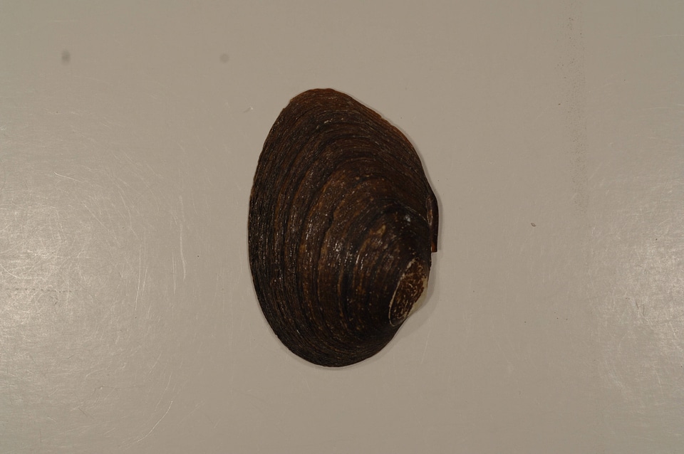 Pleuronaia barnesiana (outside)