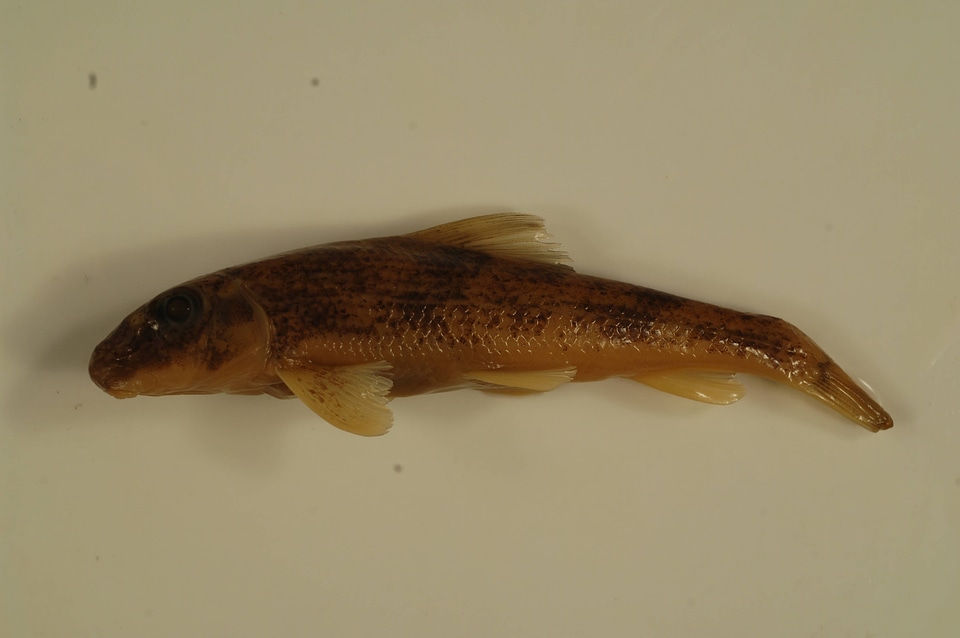 Hypentelium nigricans-1