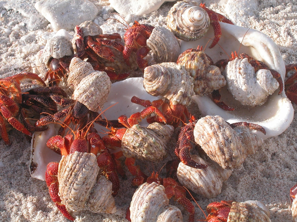 Howland Islands Hermit Crabs