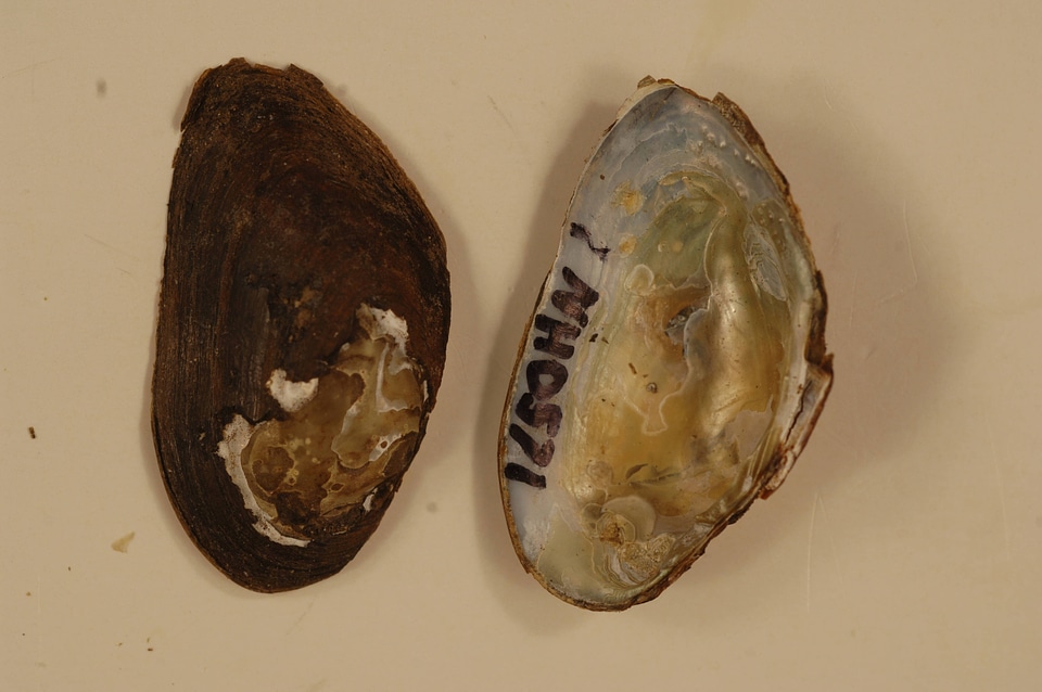 Alasmidonta heterodon