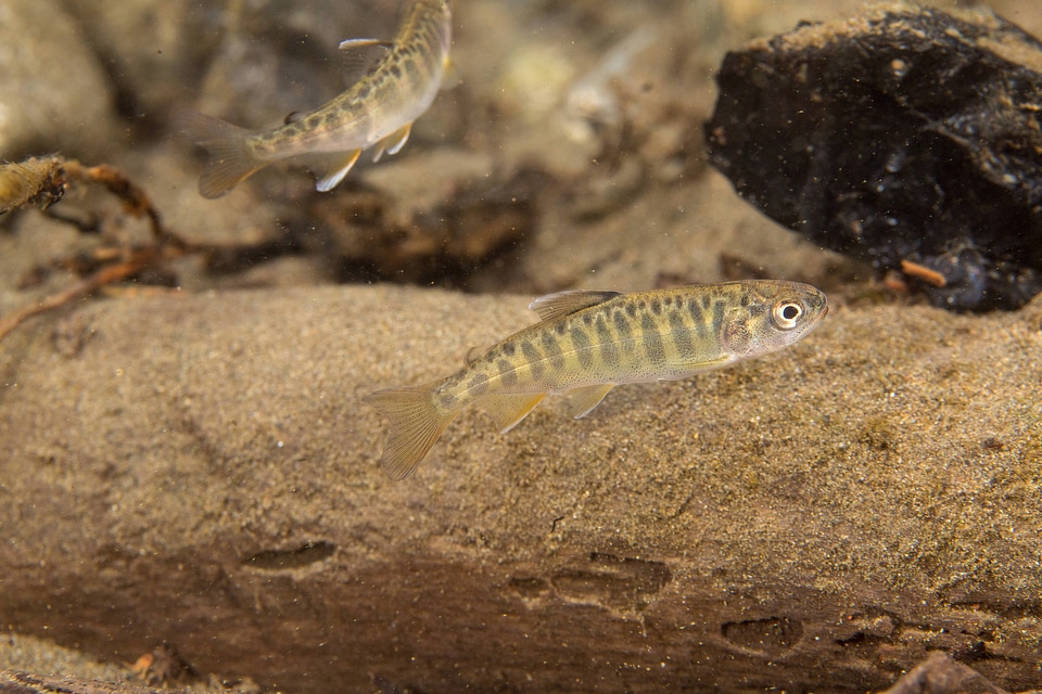 Juvenile Chinook salmon-2