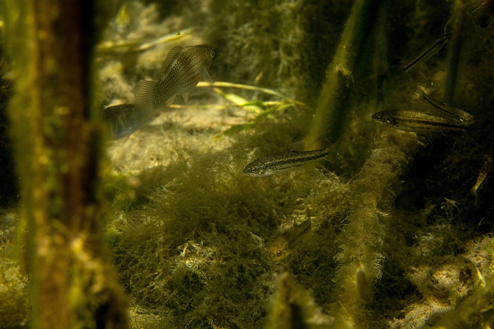 Ash Meadows Speckled Dace-1