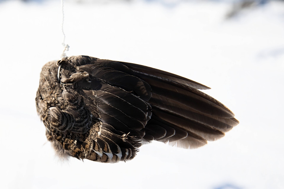 Visual lures also help trap wild lynx