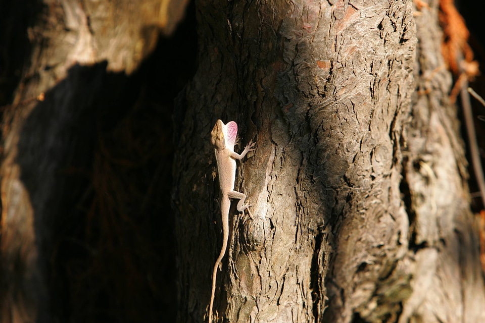 Lizard on tree at Lacassine National Wildlife Refuge