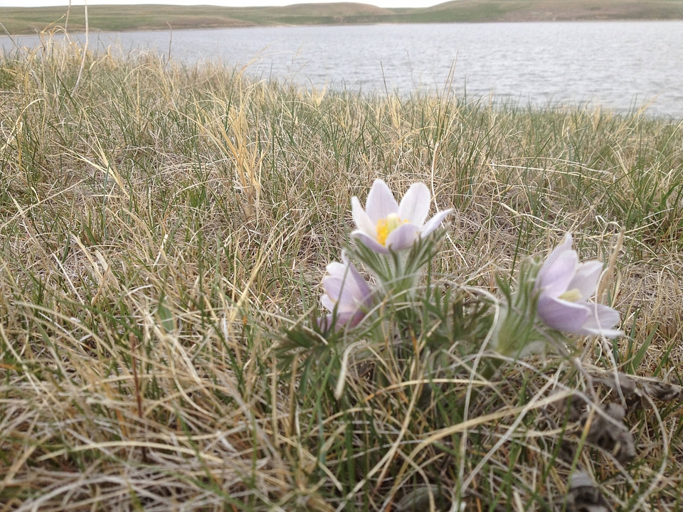 Pasque flower with wetland