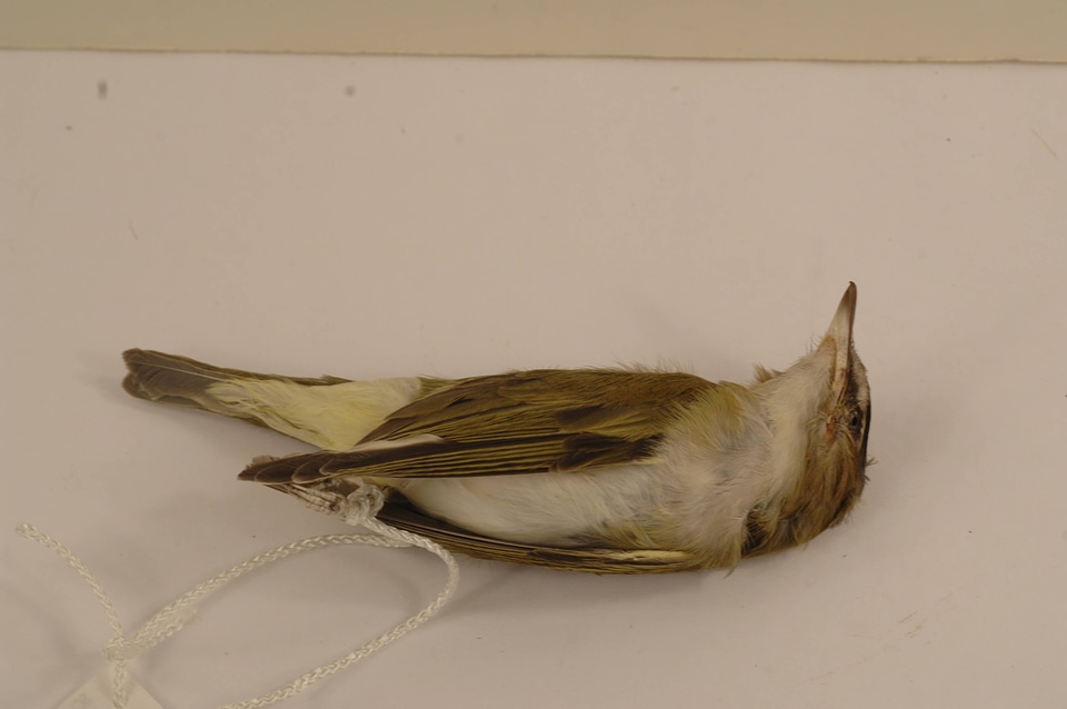 Vireo olivaceus-1