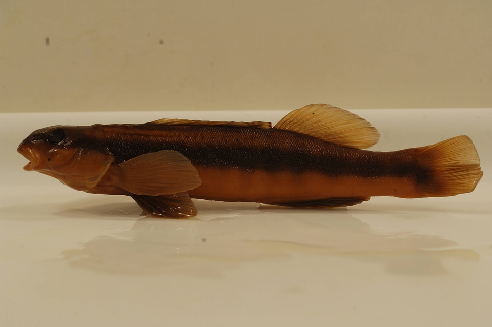 Percina aurantiaca