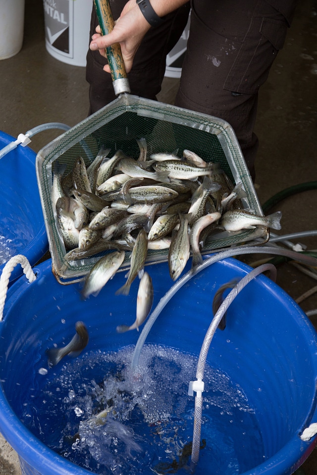 Infesting smallmouth bass with freshwater mussel larvae-1