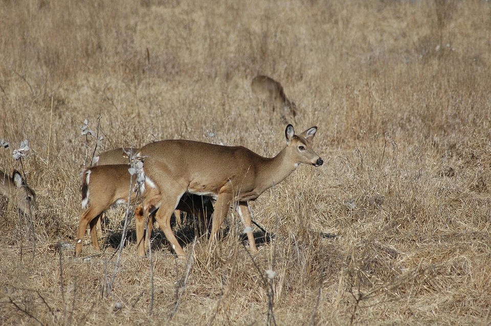 Herd of White-tailed Deer-1