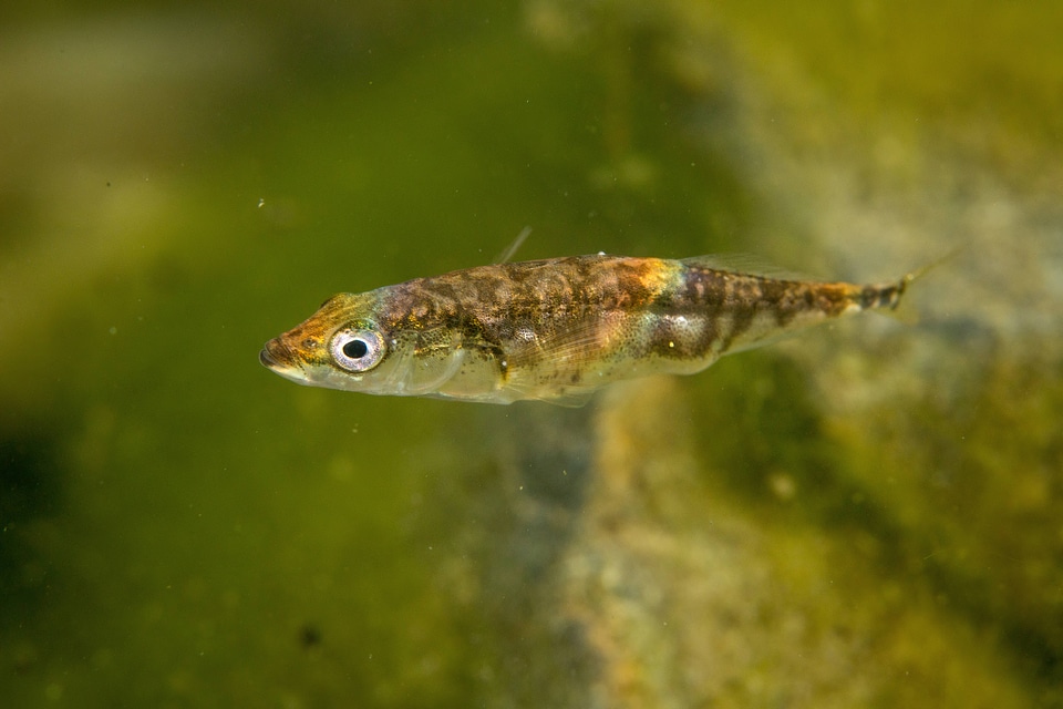 Threespine stickleback-5