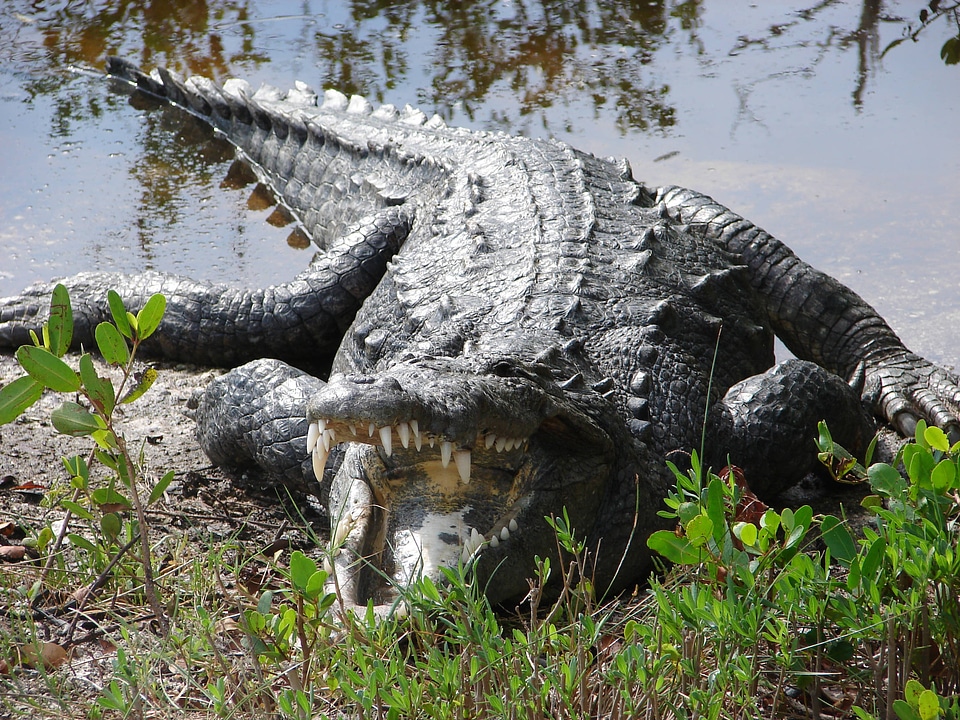 American Crocodile