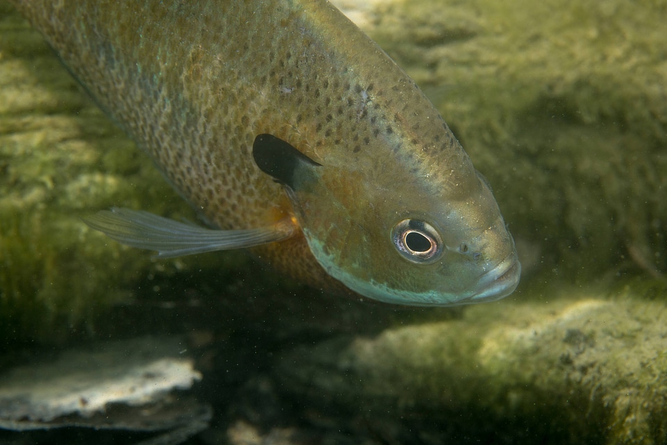Bluegill on nest-1