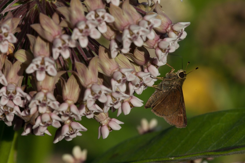 Skipper butterfly feeds on milkweed
