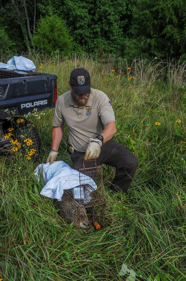 NCTC land management specialist with live-trap, releasing trapped groundhog-2
