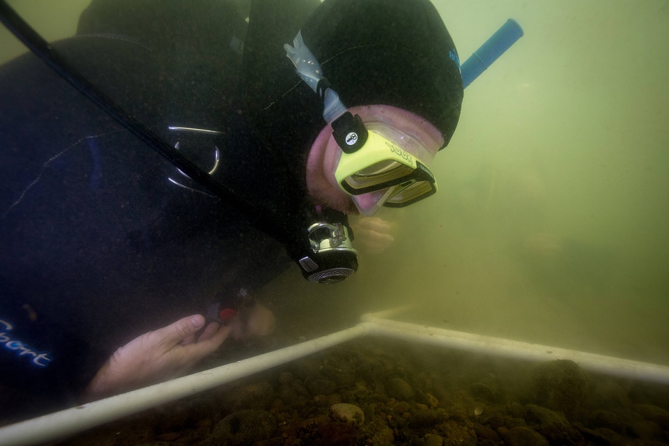 Scuba diver looks for Purple Cat's Paw Mussels in the Ohio River