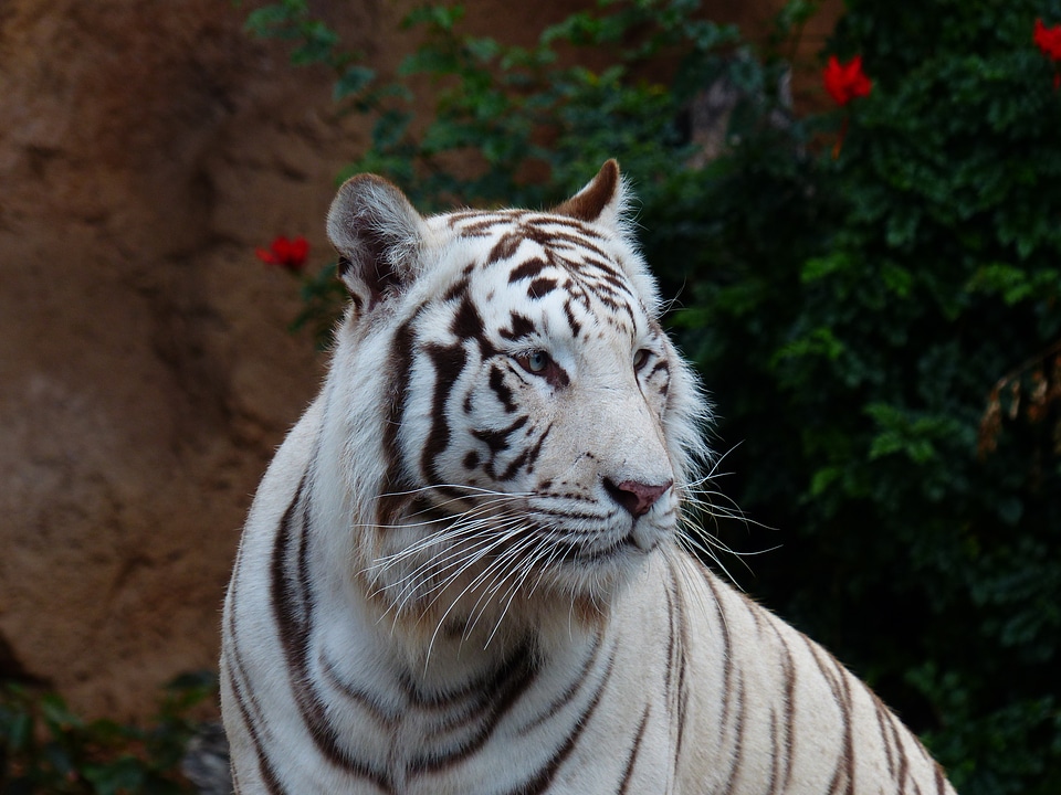 Predator dangerous wildcat