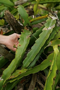 Night Blooming Cereus plant-1