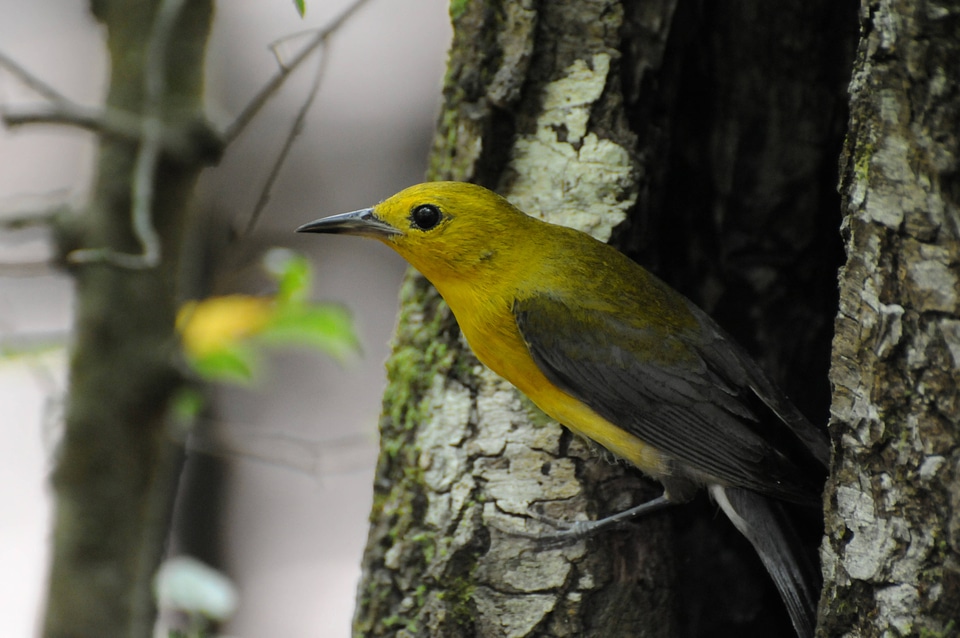 Prothonotary warbler-2