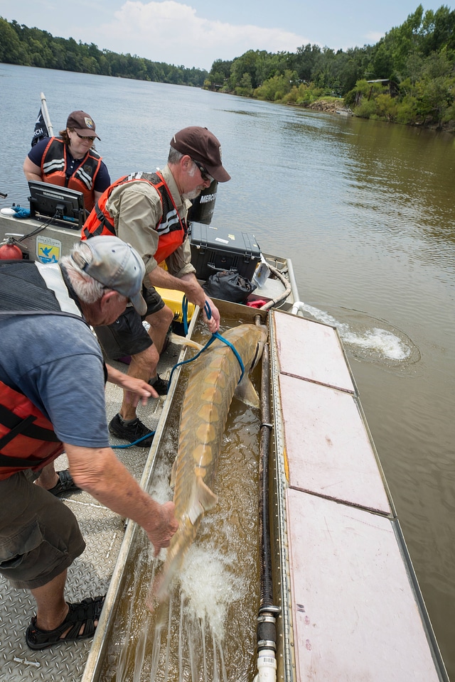 Biologists capture a Gulf sturgeon in river