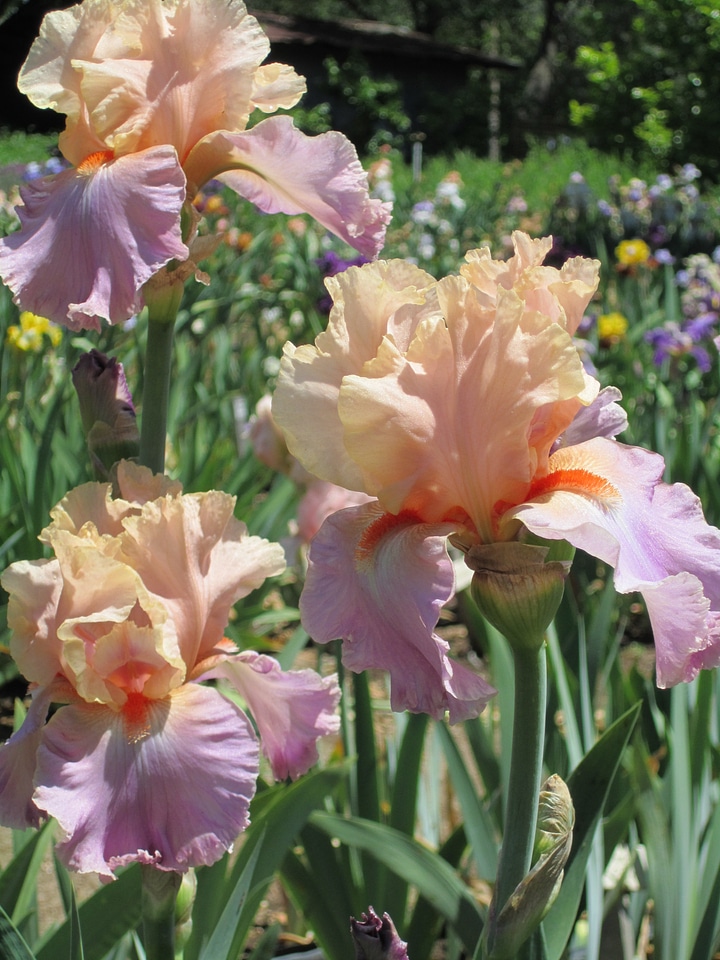 Garden flowers nature