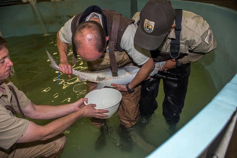 Hatchery workers spawn Endangered pallid sturgeon-1