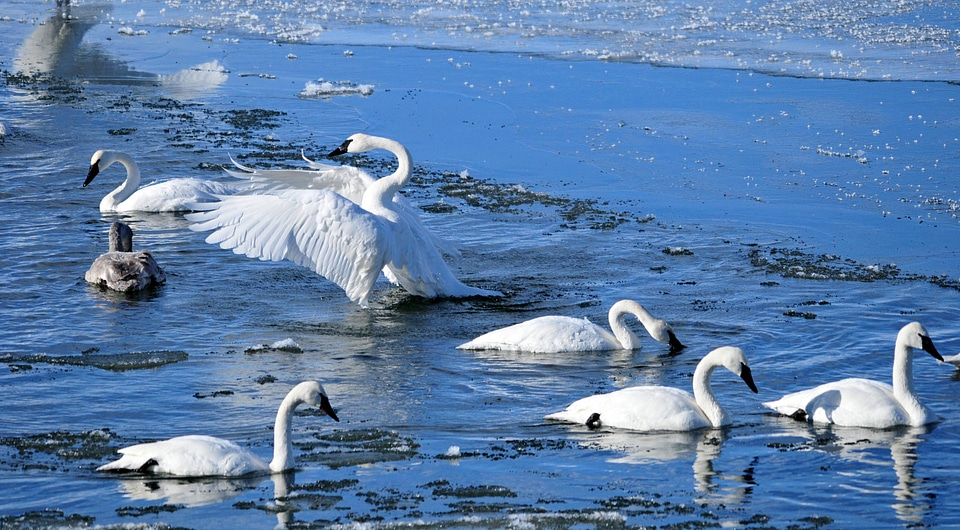 Wintering Trumpeter swans