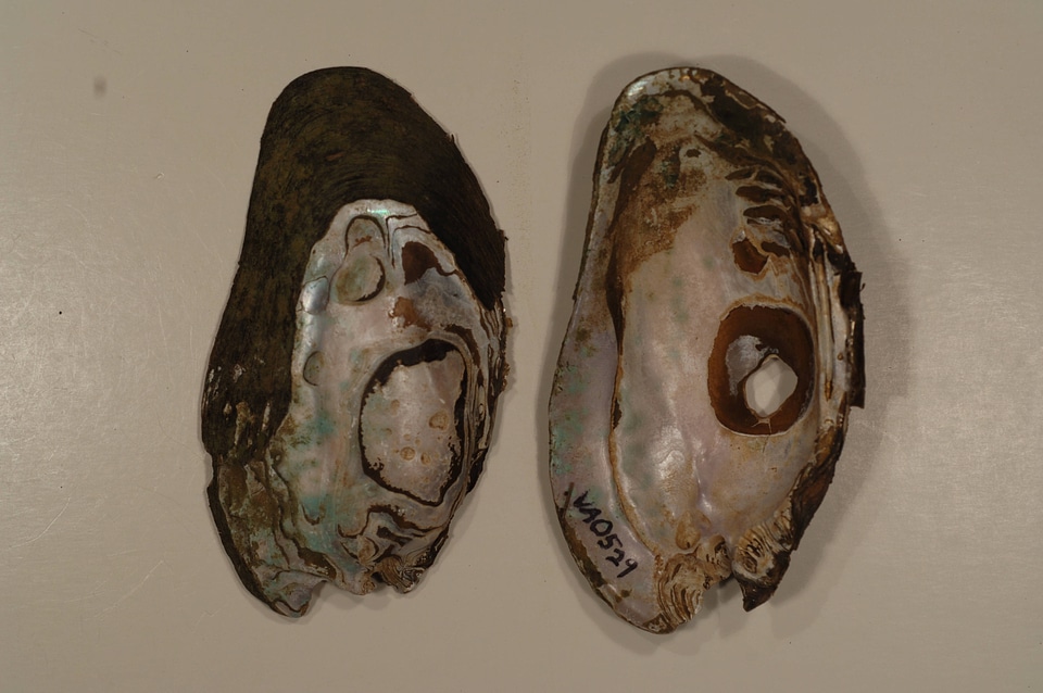 Elliptio complanata-2