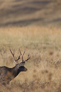 Mule deer buck feeds in grasslands-4