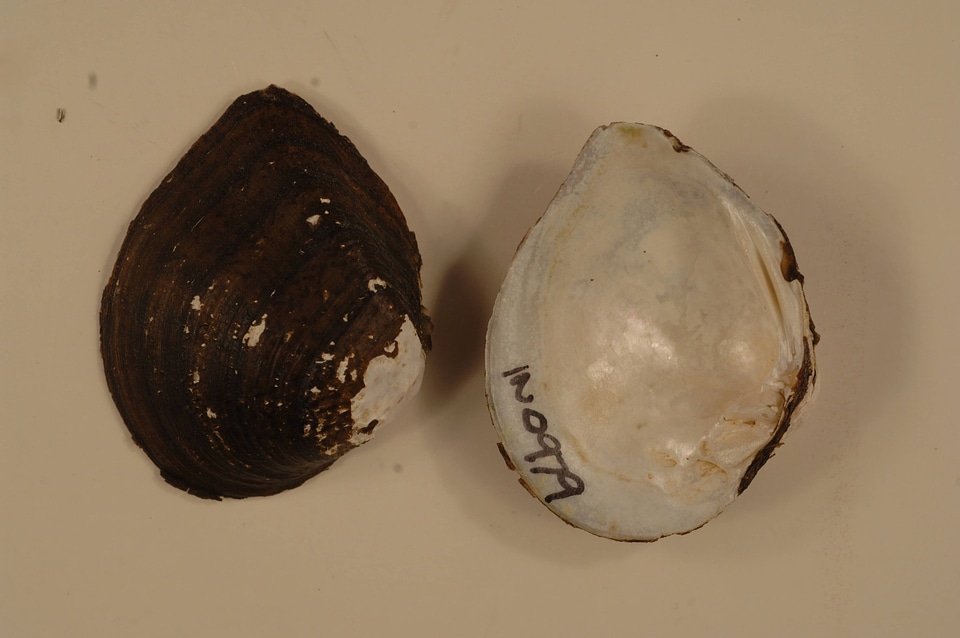 Truncilla truncata-2