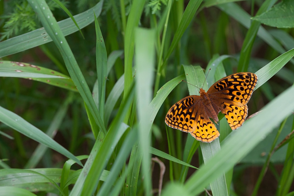 Great Spangled Fritillary