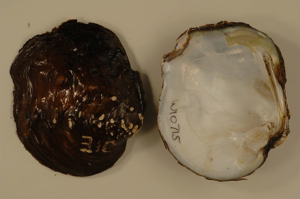 Quadrula fragosa