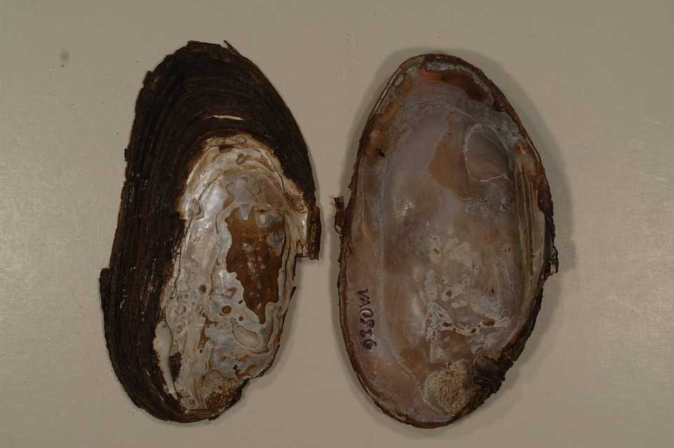 Elliptio complanata-2