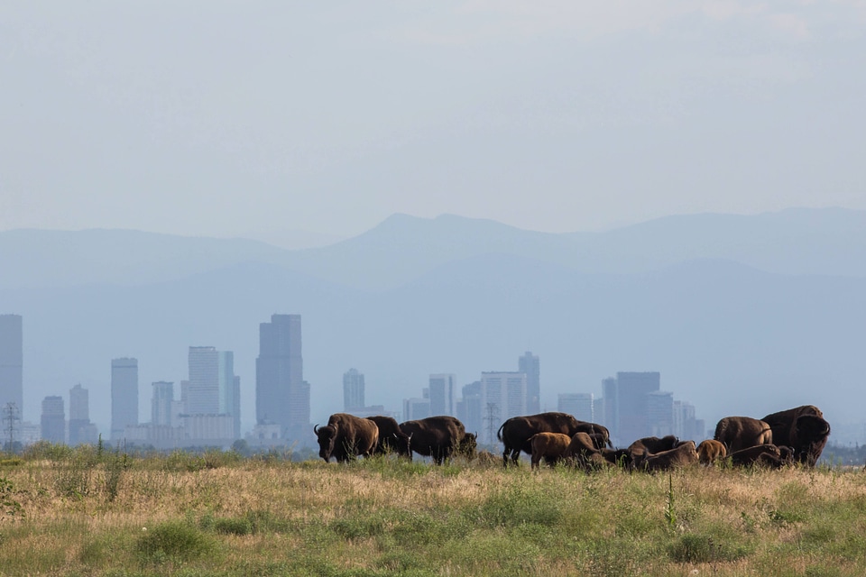 Bison herd in the Denver skyline-3