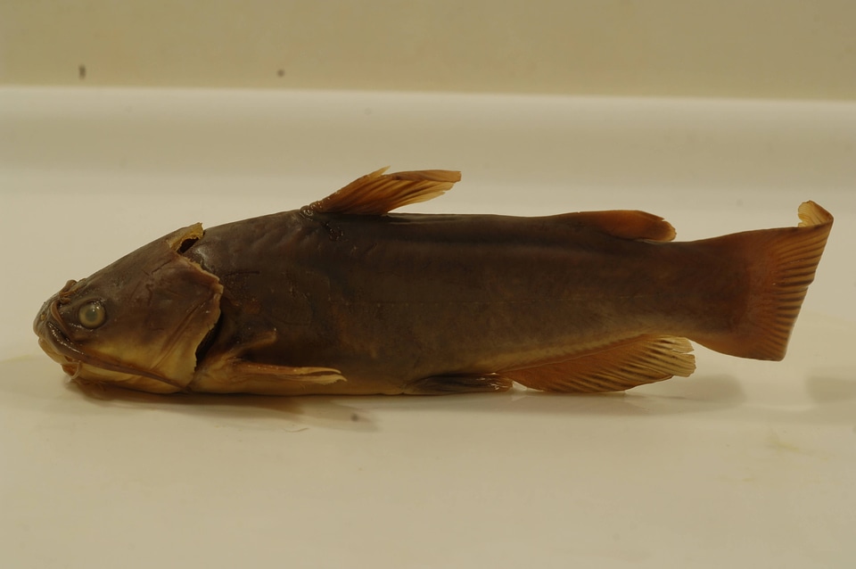 Ameiurus melas-2