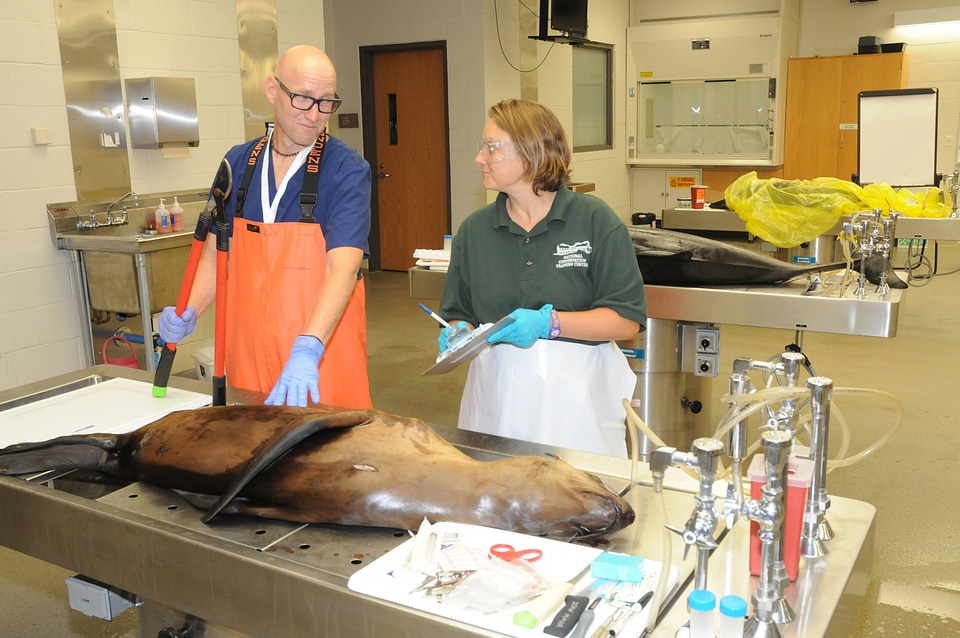 Marine Mammal Stranding Course at NCTC-1