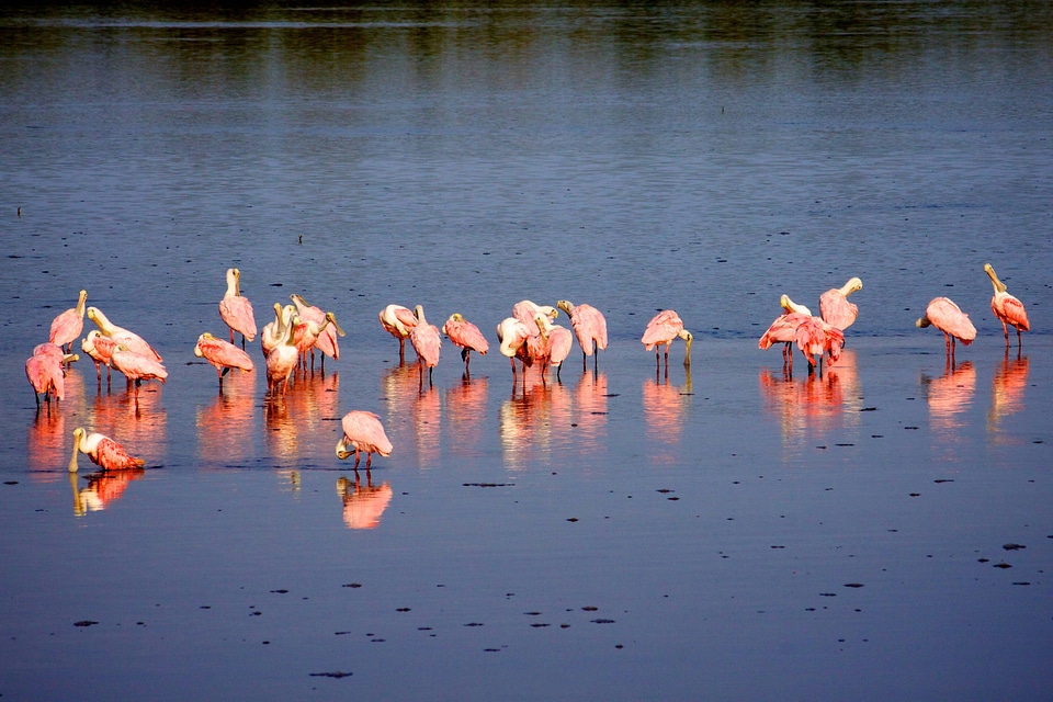 Roseate Spoonbills-1