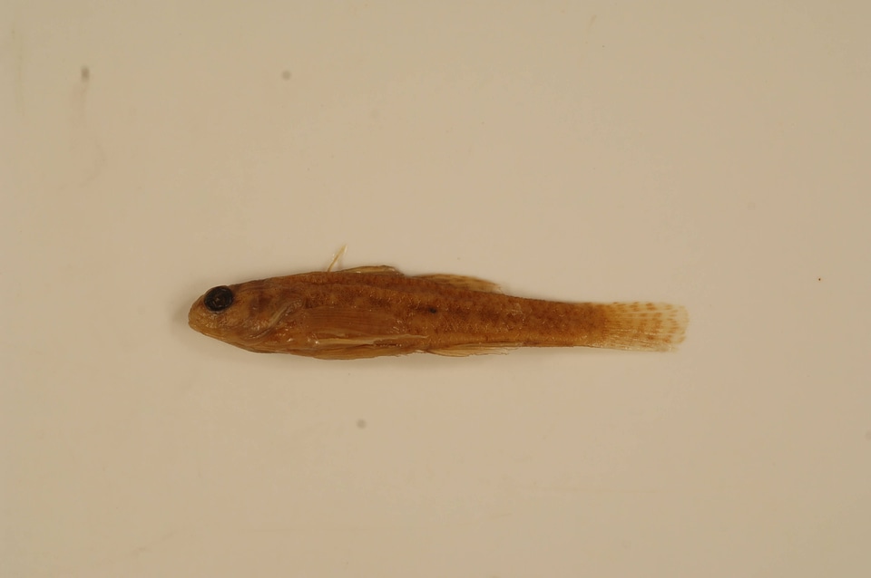 Etheostoma microperca