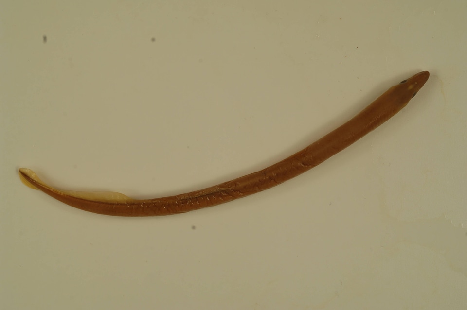 Lethenteron appendix-1