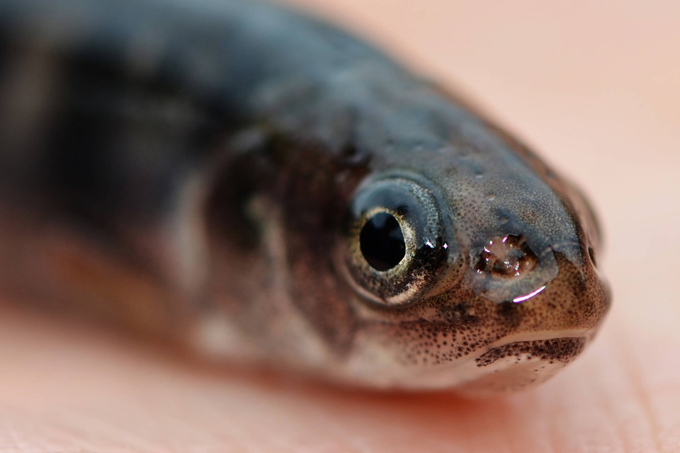 Juvenile Coaster Brook trout