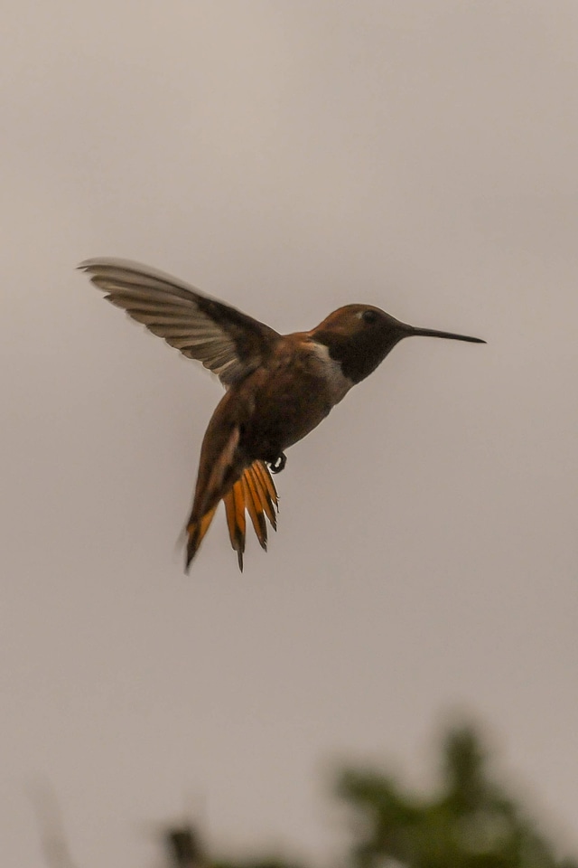 Rufous hummingbird in flight