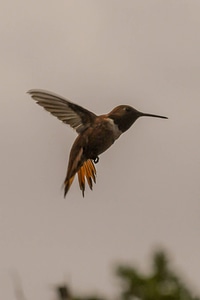 Rufous hummingbird in flight photo