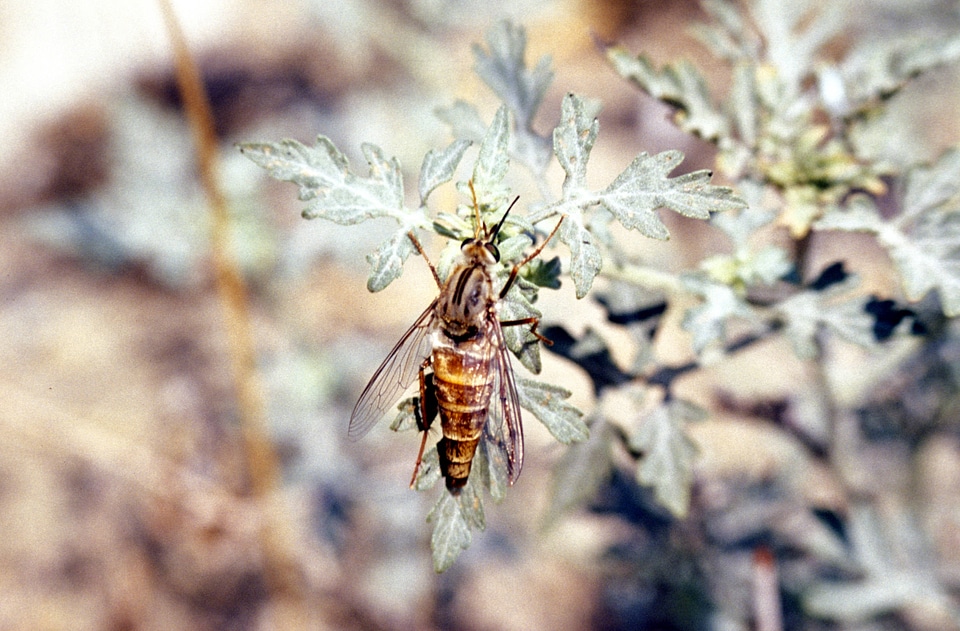 Delhi Sands flower- loving fly