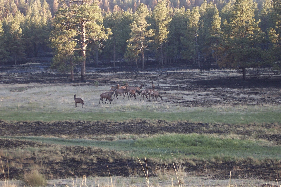 Prescribed burn area with Elk feeding