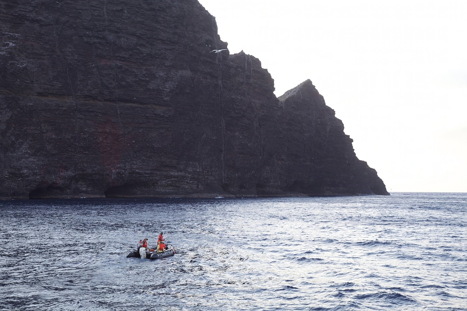 Nihoa Millerbird Translocation-1