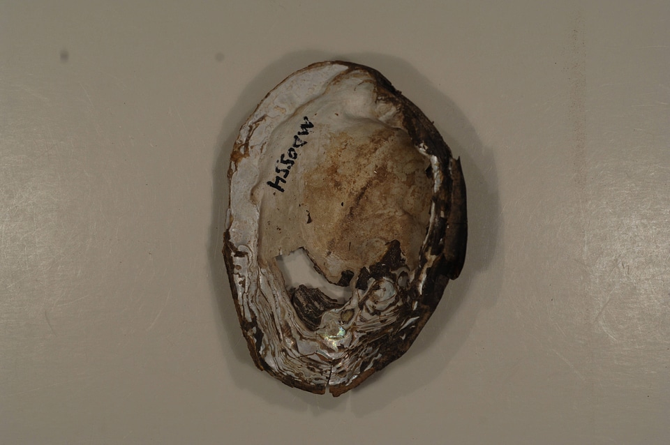 Fusconaia subrotunda (inside)